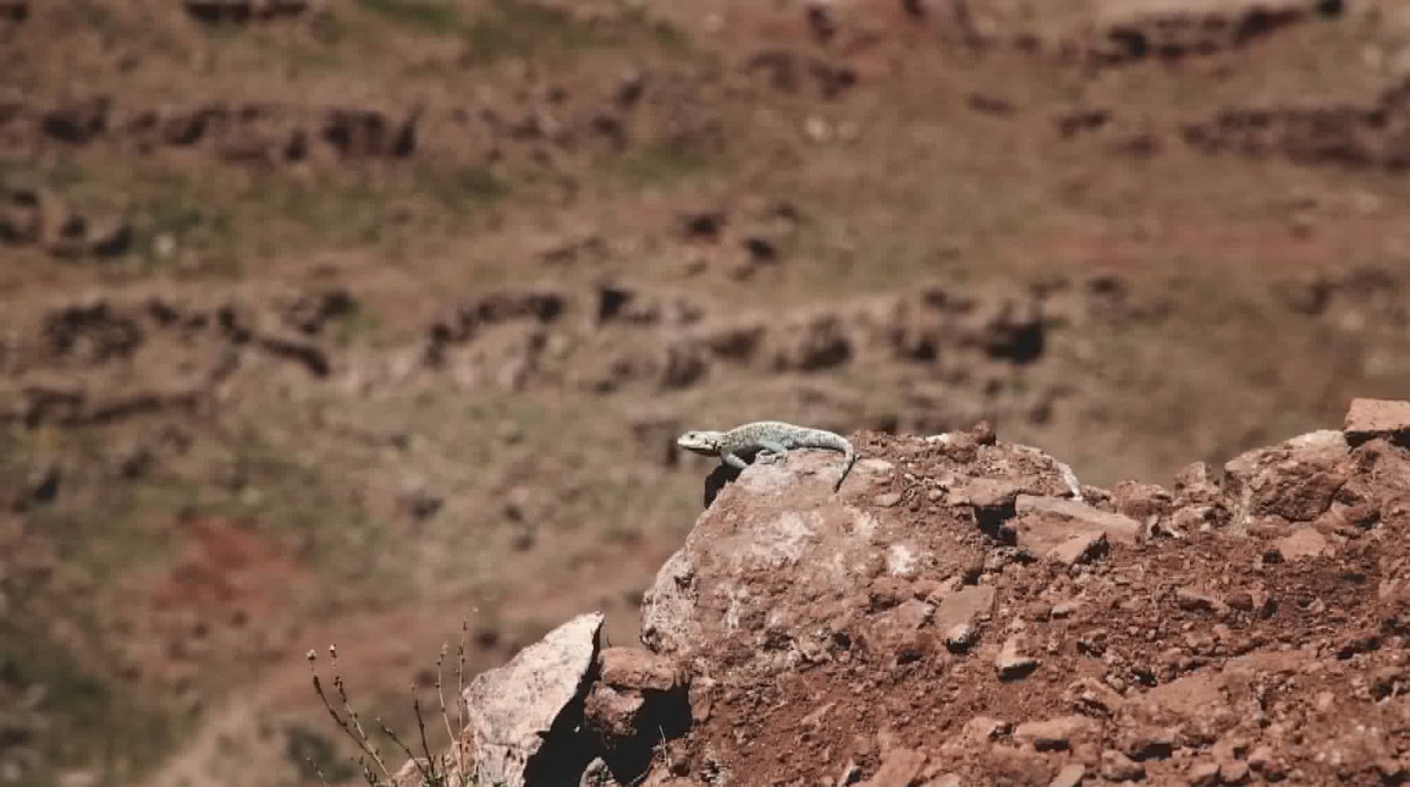 Lézard agame bleu-vert posé sur un rocher rouge
