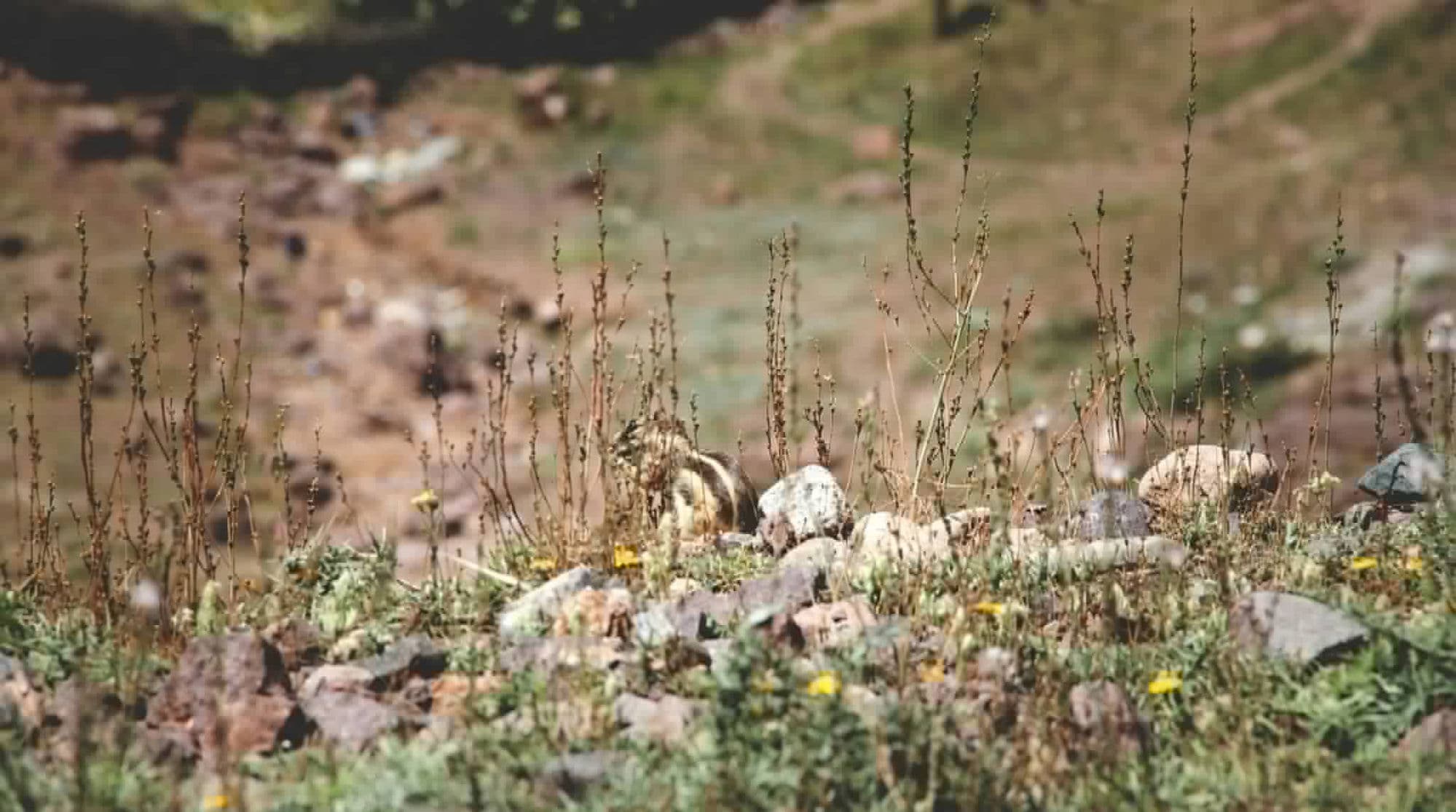 Écureuil de Berbérie dans les herbes sèches dorées
