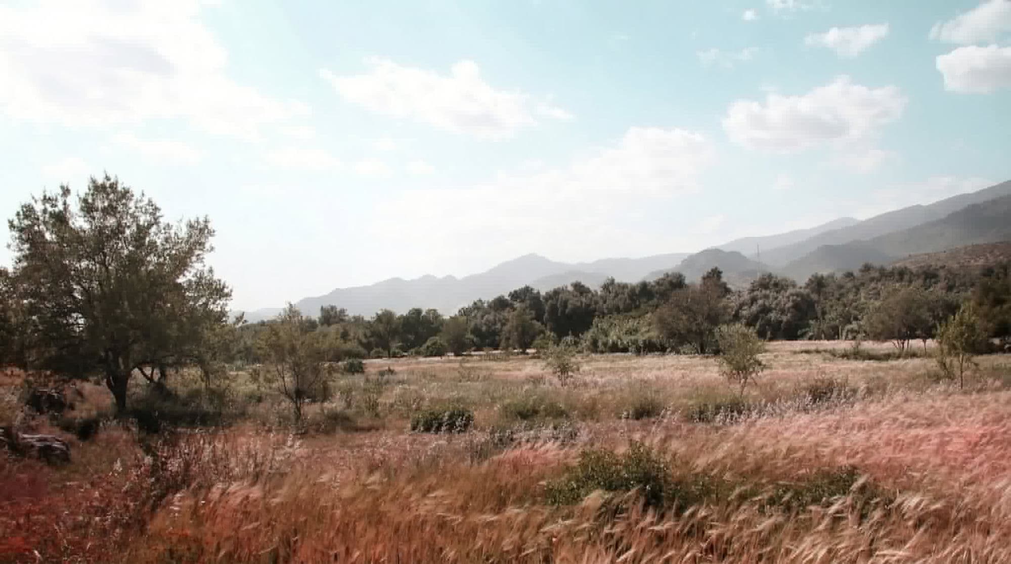 Vallée du Haut-Atlas marocain : graminées dorées au premier plan, oliviers épars, montagnes en arrière-plan dans la brume